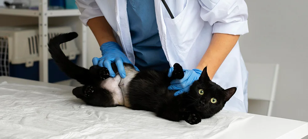 A black cat gets rolled over by a veterinarian so its belly can be checked