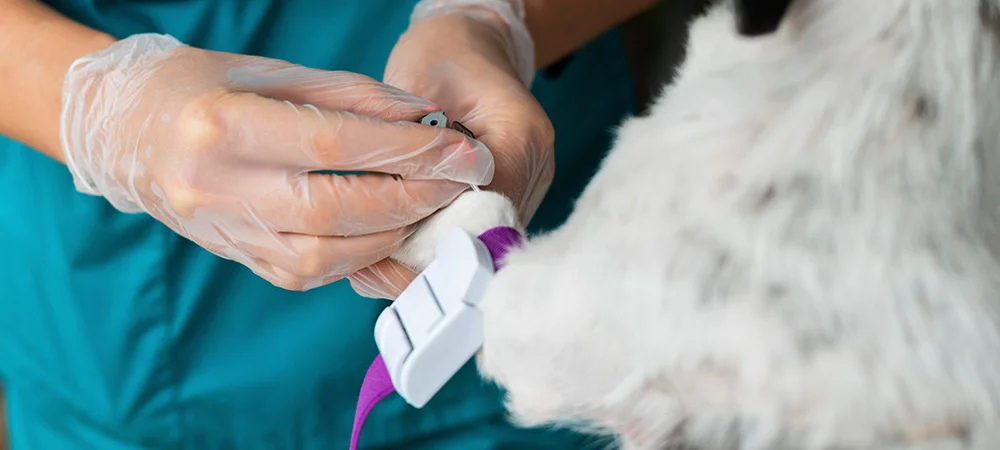 a closeup of a vet taking blood from a dog's paw