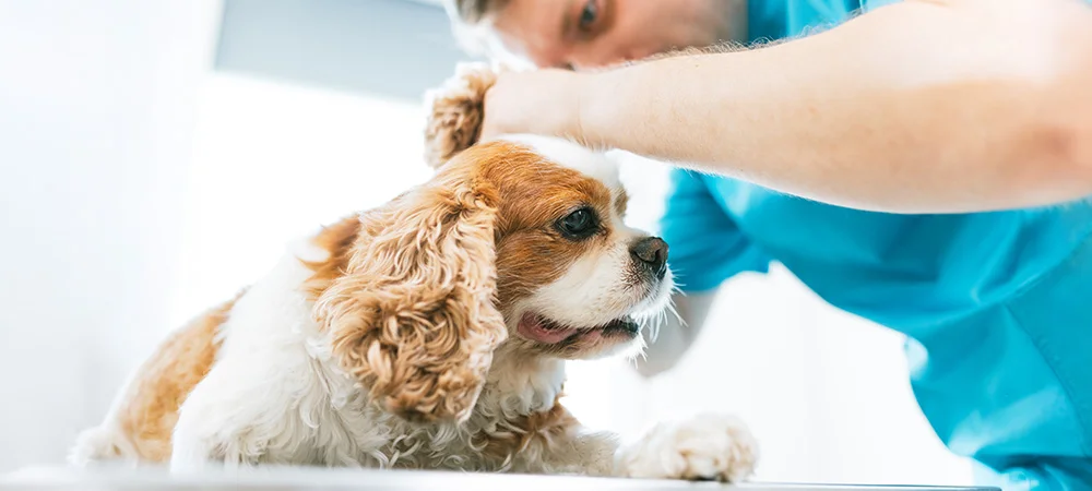 a little brown and white dog gets its ears checked by a veterinarian