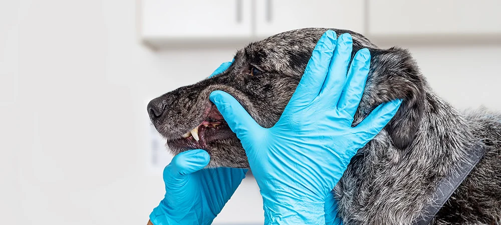 A dog gets its teeth checked by a veterinarian