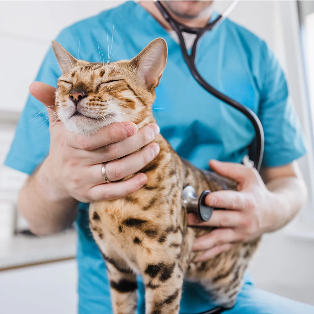 A male veterinarian examines a spotted Bengal cat