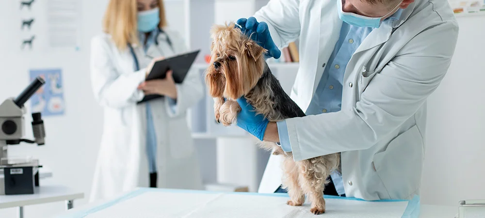 Two veterinarians perform a checkup on a little brown dog