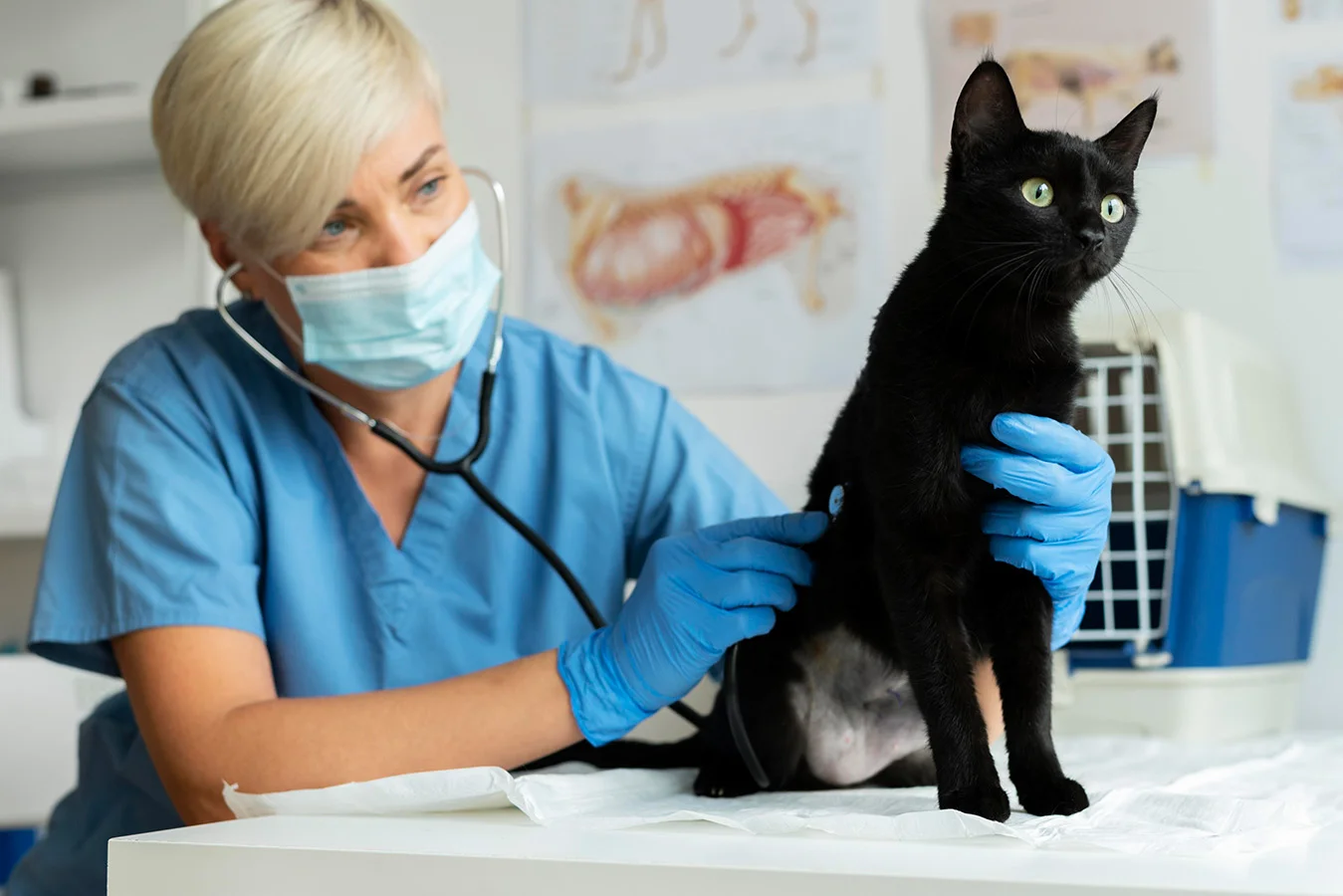 A vet checks up on a black cat