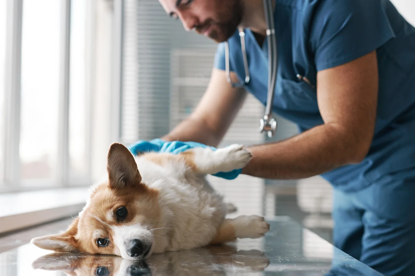 A vet performs a wellness exam on a corgi