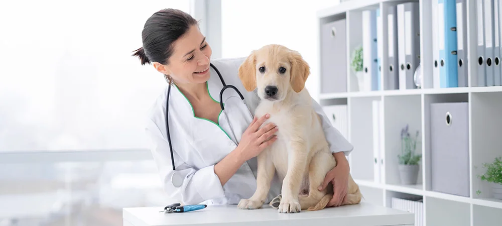 A puppy sits on an exam table